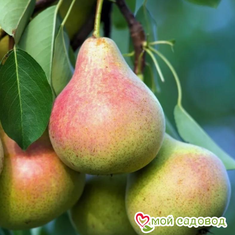 Груша Виктория