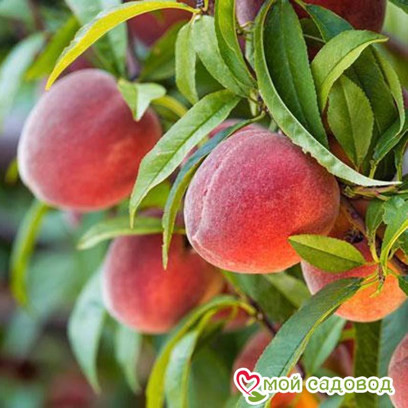 Персик Крест Хейвен