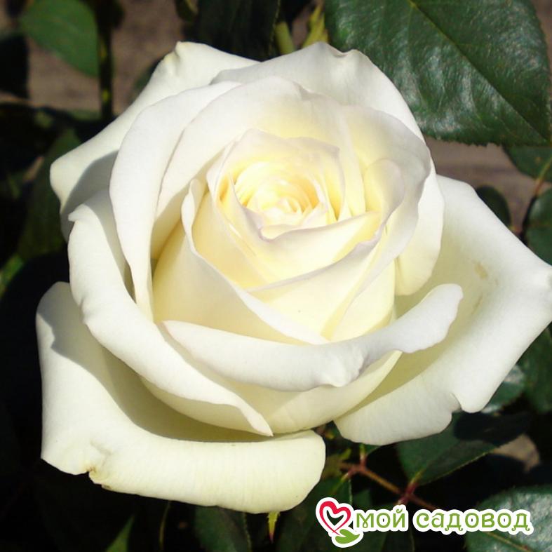 Роза Эдванс