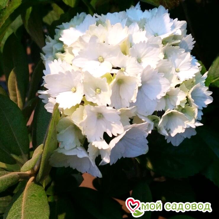 Гортензия крупнолистовая Пекс (Нимфа) ЗКС