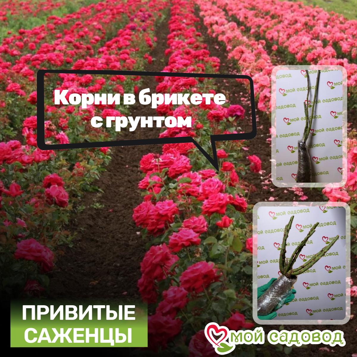 Роза Констанция